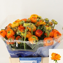 Ranunculus Aazur Orange 40cm 30gr.