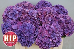 Hydrangea Rodeo Red Classic 50cm 14-16cm Hd