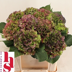 Hydrangea Verena Blue Classic 50cm 15-17cm Hd
