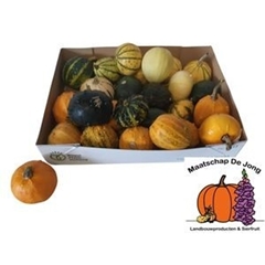 Cucurbita Pepo Mix 7cm