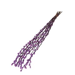 Dried Flowers Willow Catkins 70cm