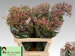 Heptacodium Royale Pink Star 80cm