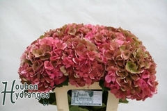 Hydrangea Glowing Alps Classic 65cm 17-19cm Hd