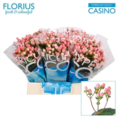 Hypericum Coco Casino 40cm