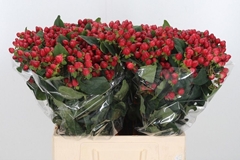 Hypericum Magical Triumph 60cm