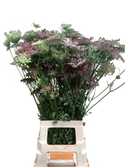 Daucus Carota Dara 80cm
