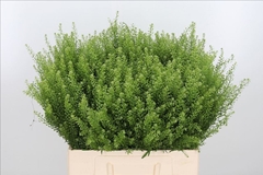 Lepidium Ruderale Green Bell 60cm 25gr.