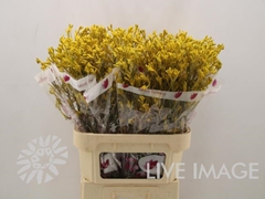Anigozanthos Flavidus Imani Yellow 60cm