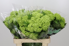 Viburnum Opulus Roseum 60cm 4-hd