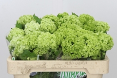 Viburnum Opulus Roseum 50cm 2-hd