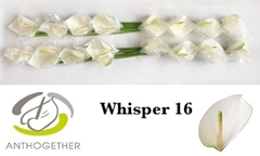 Anthurium Whisper 11cm Hd