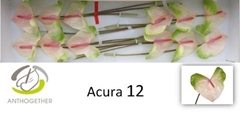 Anthurium Acura 13cm Hd