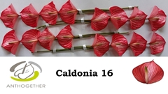 Anthurium Caldonia 11cm Hd