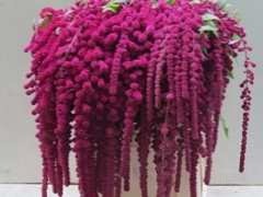 Amaranthus Caudatus Rosary 80cm