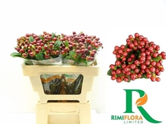 Hypericum Magical Seasons 50cm