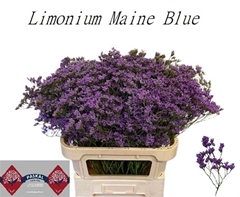 Limonium Maine Blue 80cm 50gr.