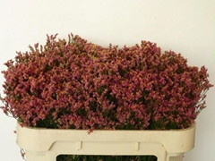 Limonium Sinense Scarlet Diamond 70cm 30gr.