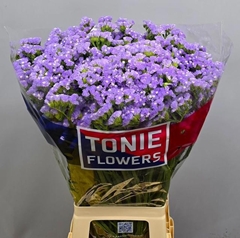 Limonium Sinuatum Sky Wings 80cm 40gr.