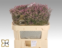 Limonium Sinense Tiffany Diamond 70cm 30gr.