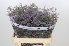 Limonium Skylight 80cm 30gr.
