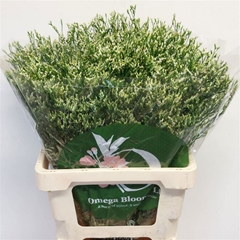 Limonium Sinense Cool Diamond 60cm 30gr.