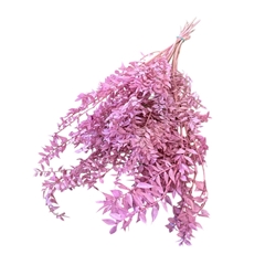Dried Flowers Ruscus 65cm 110g