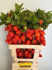 Physalis Alkekengi Lampion Per Stem 70cm