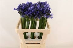 Agapanthus Uri 60cm