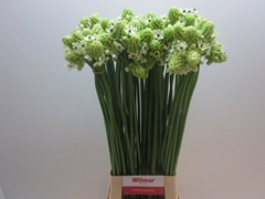 Ornithogalum Saundersiae 85cm