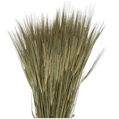 Dried Flowers Barley 50cm