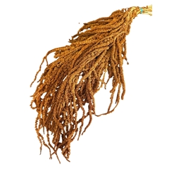Dried Flowers Amaranthus Hanging 70cm X5