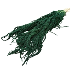 Dried Flowers Amaranthus Hanging 70cm X5