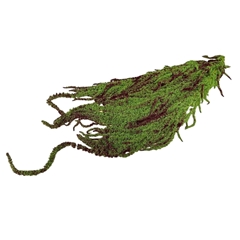 Dried Flowers Amaranthus Hanging 70cm X5