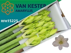 Hippeastrum Casablanca 80cm