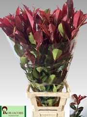Photinia X Fraseri Red Robin 90cm