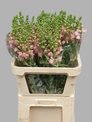 Antirrhinum Cool Pink 80cm
