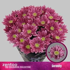 Chrysanth Spray Serenity 70cm 85gr.