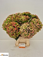 Hydrangea Royal Love Classic 60cm 19-21cm Hd