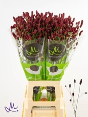 Sanguisorba Officinalis Red Dream 80cm