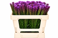 Liatris Spicata 50cm