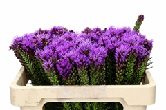 Liatris Spicata 50cm