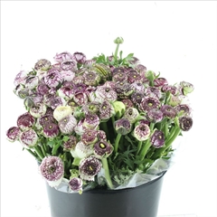 Ranunculus Andrea Cappuccino 40cm 30gr.