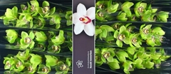Cymbidium Mrs. Robin Hood 80cm