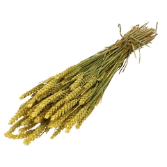 Dried Flowers Wheat 60-70cm