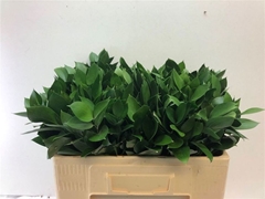 Ruscus Hypophyllum 50cm