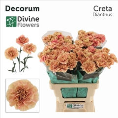 Dianthus Single Creta 60cm
