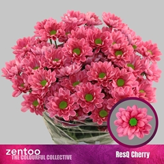 Chrysanth Spray Resq Cherry 70cm 100gr.