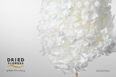 Hydrangea Anna 70cm