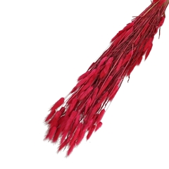 Dried Flowers Lagurus 65cm 100g