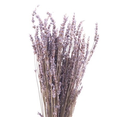 Lavandula Painted Dark Blue Per Bunch 50cm